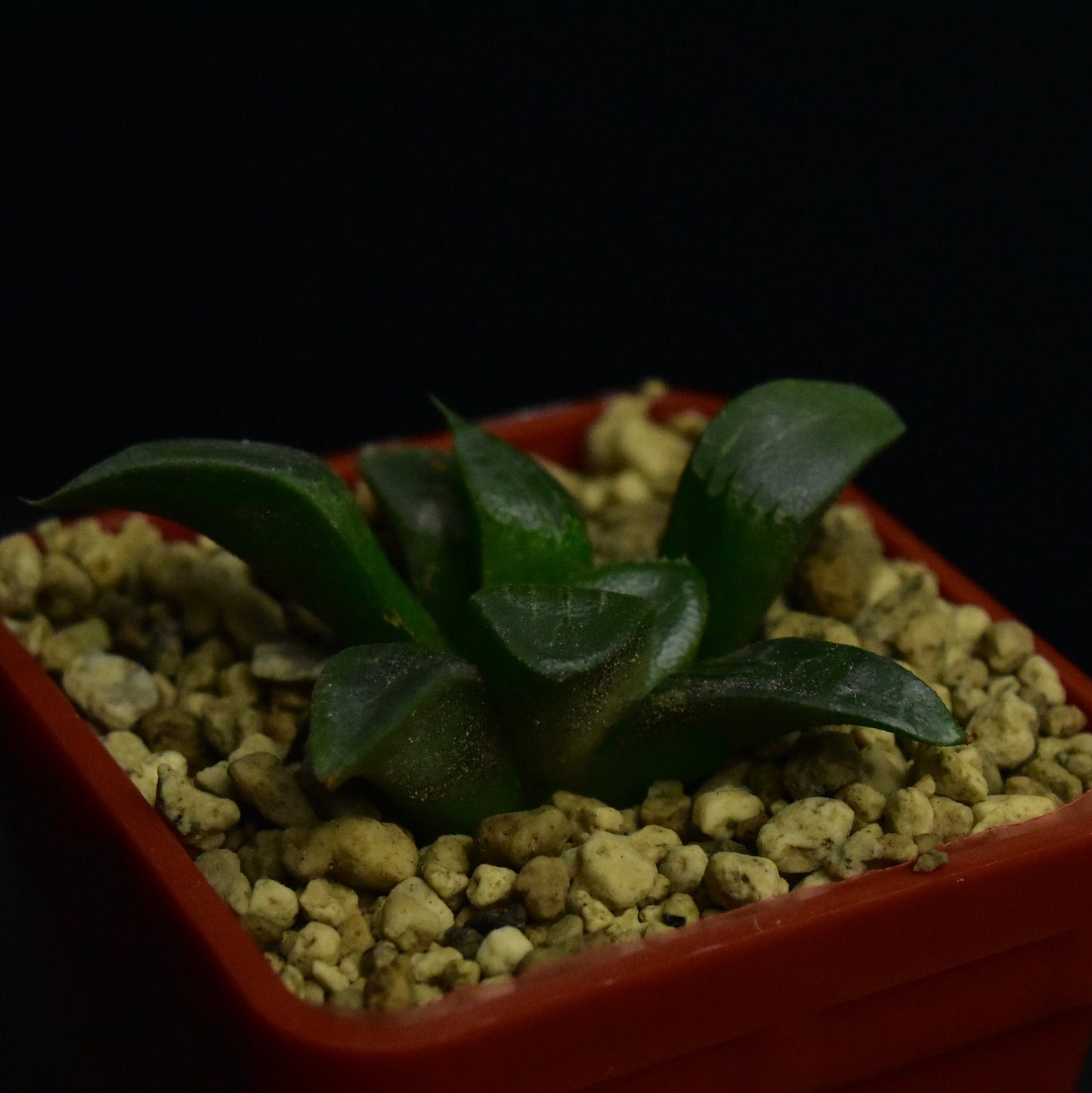 Haworthia bayeri cv. Tsukikage