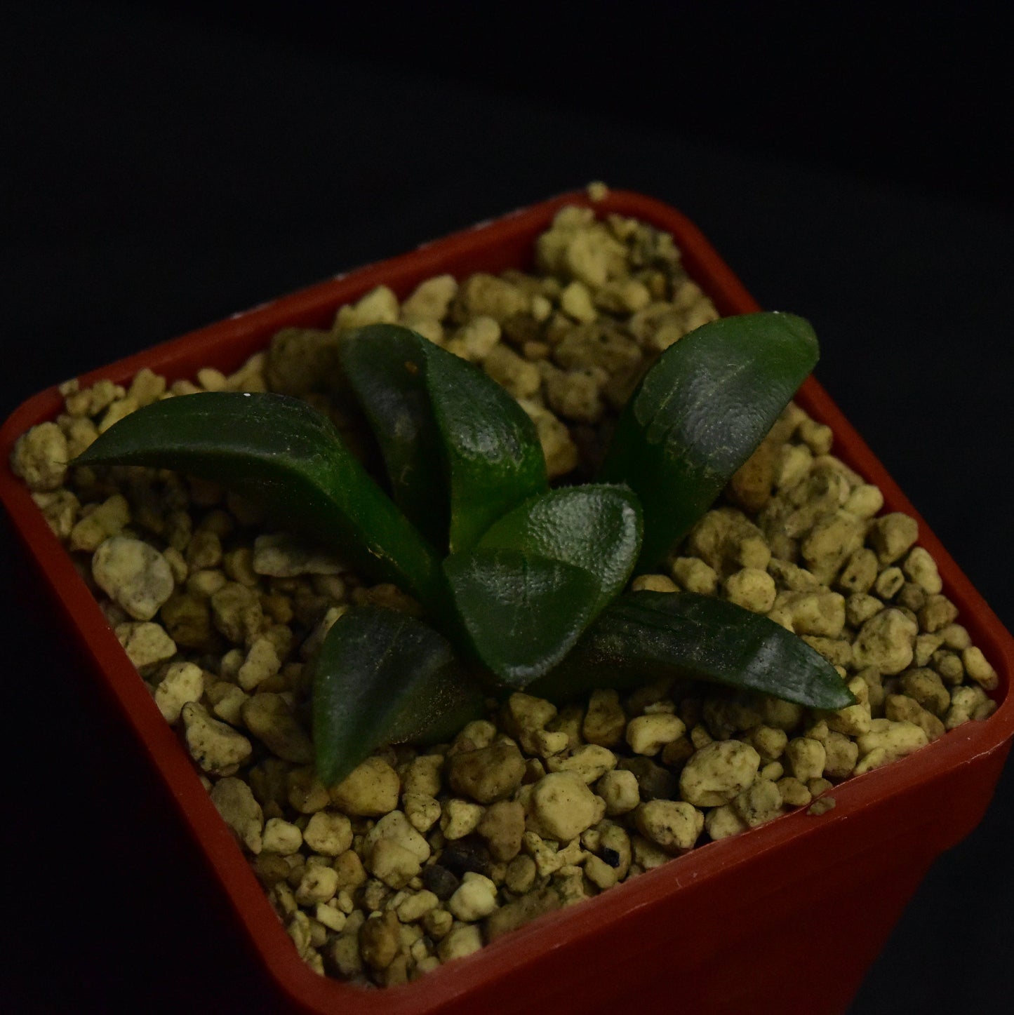 Haworthia bayeri cv. Tsukikage