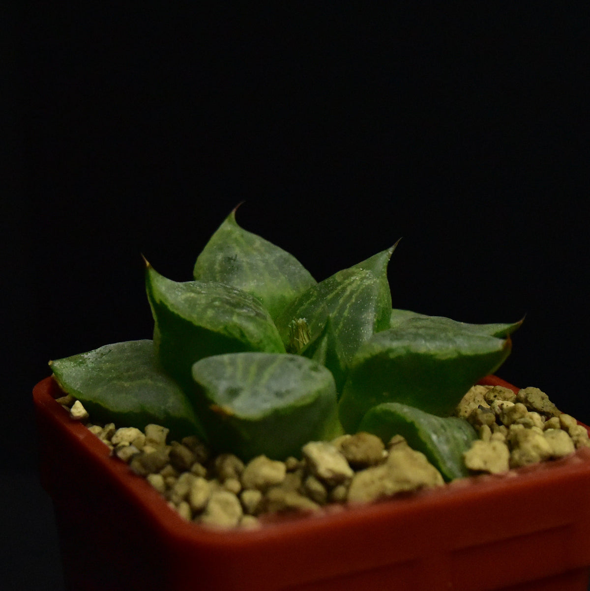 Haworthia cv. Urahannya