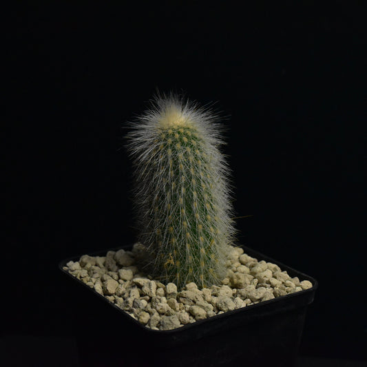 Cleistocactus friedrichii x strausii