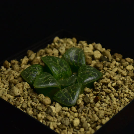 Haworthia cv. Bubbles (ex. Renny Wong)