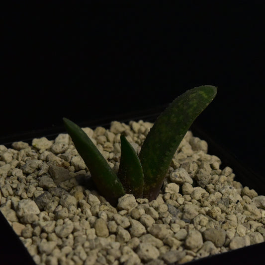 Gasteria pillansii v. hallii (Augrabies)