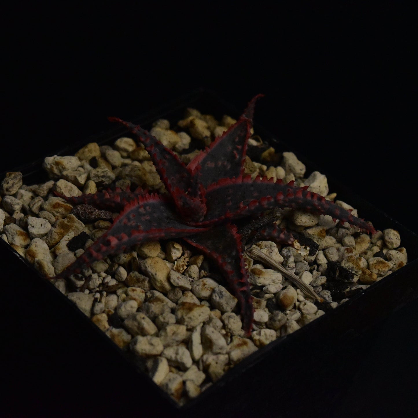 Aloe cv. "Christmas Carol"