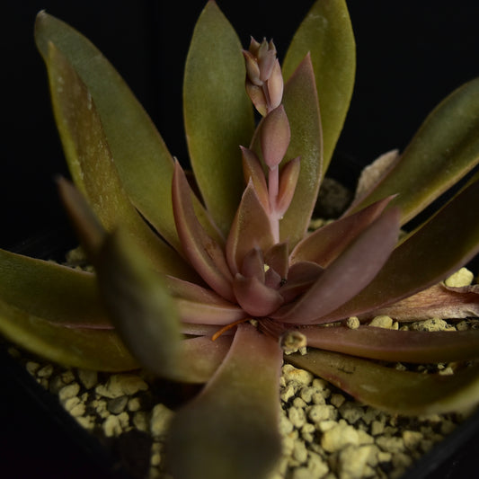 Echeveria carnicolor
