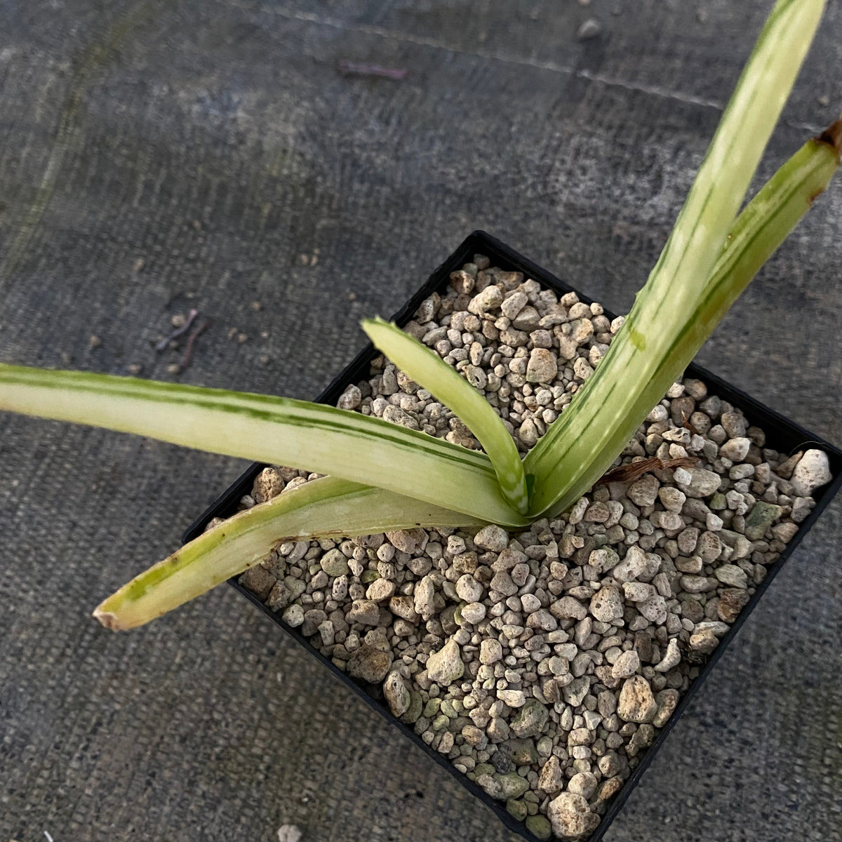 Aloe Vera f. variegata