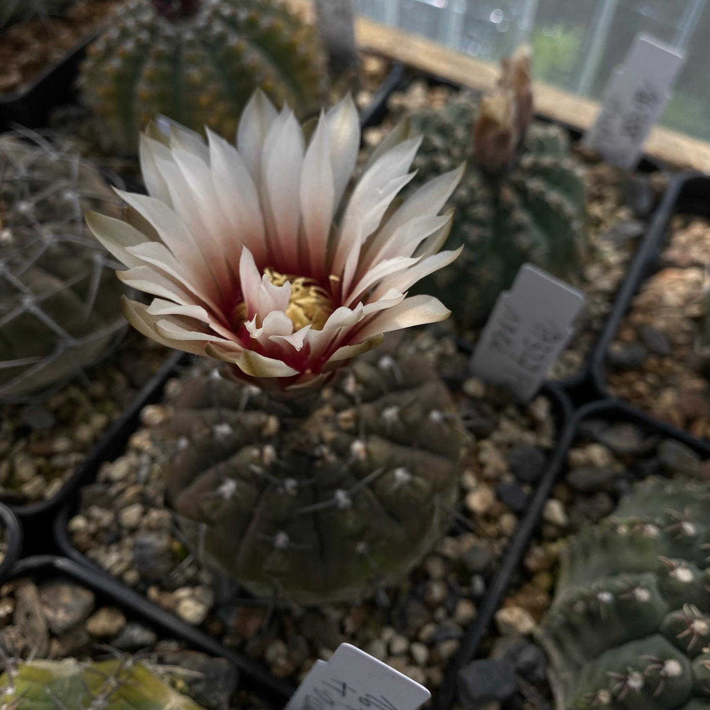 10 Samen - Gymnocalycium triacanthus STO358 (ex. Ingo Breuer)