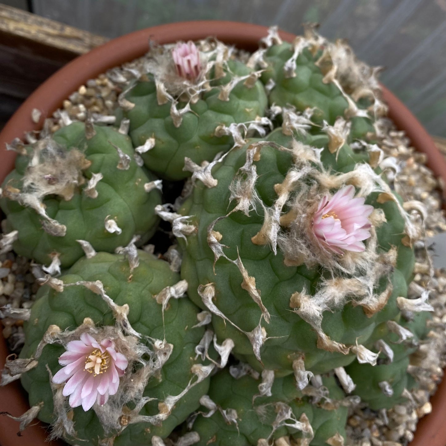 10 Samen - Lophophora Mix