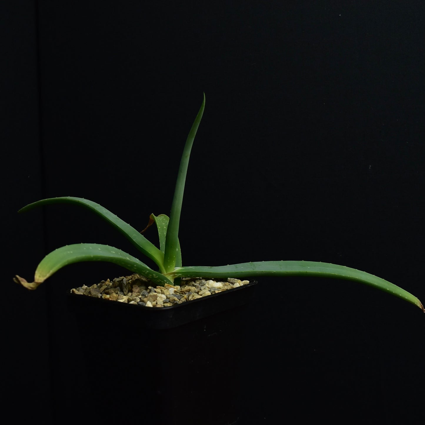Aloe flexifolia