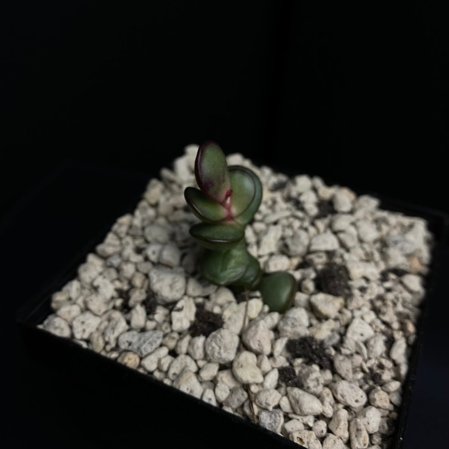 Adromischus subdistichus