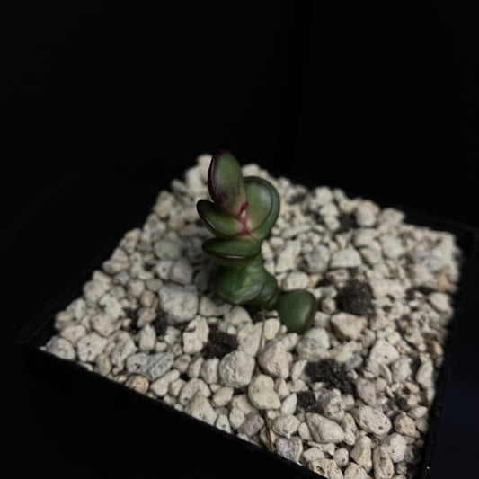 Adromischus subdistichus