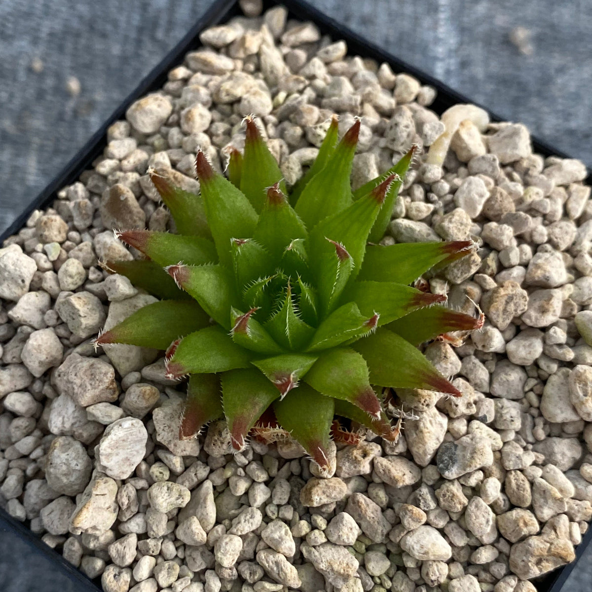 Haworthia cooperi var. isabellae 'patriae' (DMC08623, Rockland Heights)