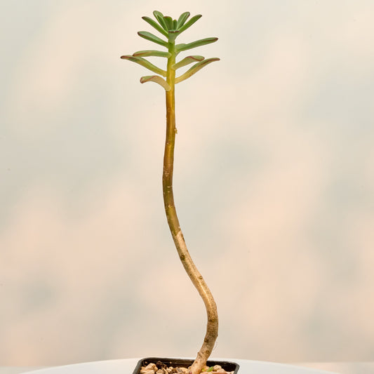 Echeveria amphoralis v. Yosundua