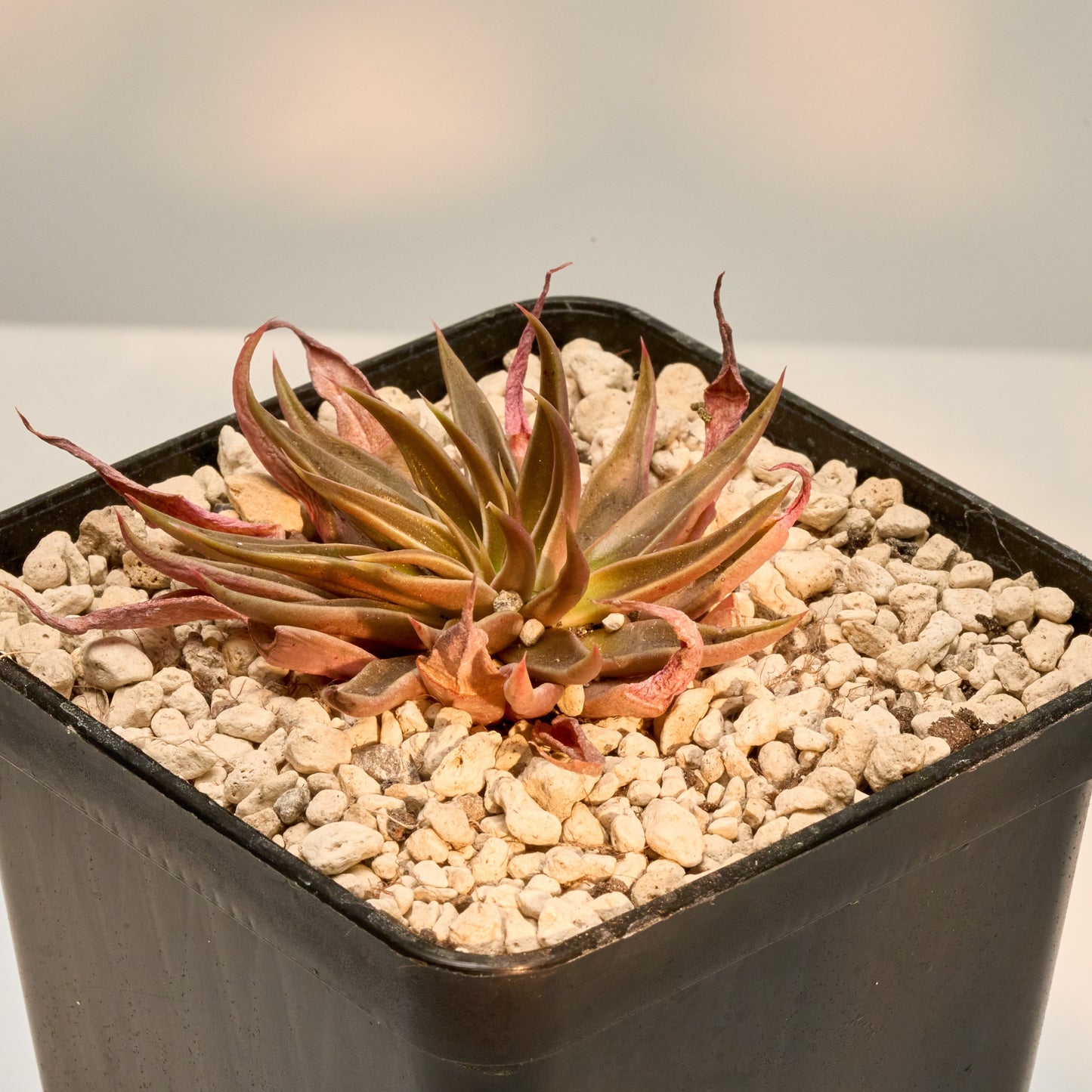 Echeveria bifida