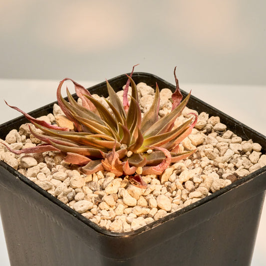 Echeveria bifida
