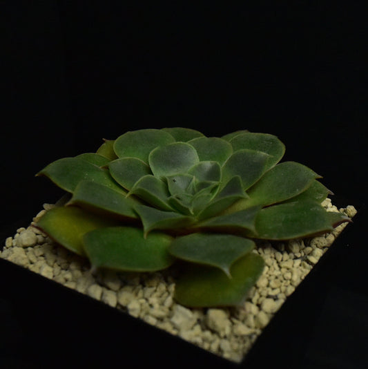 Echeveria longissima