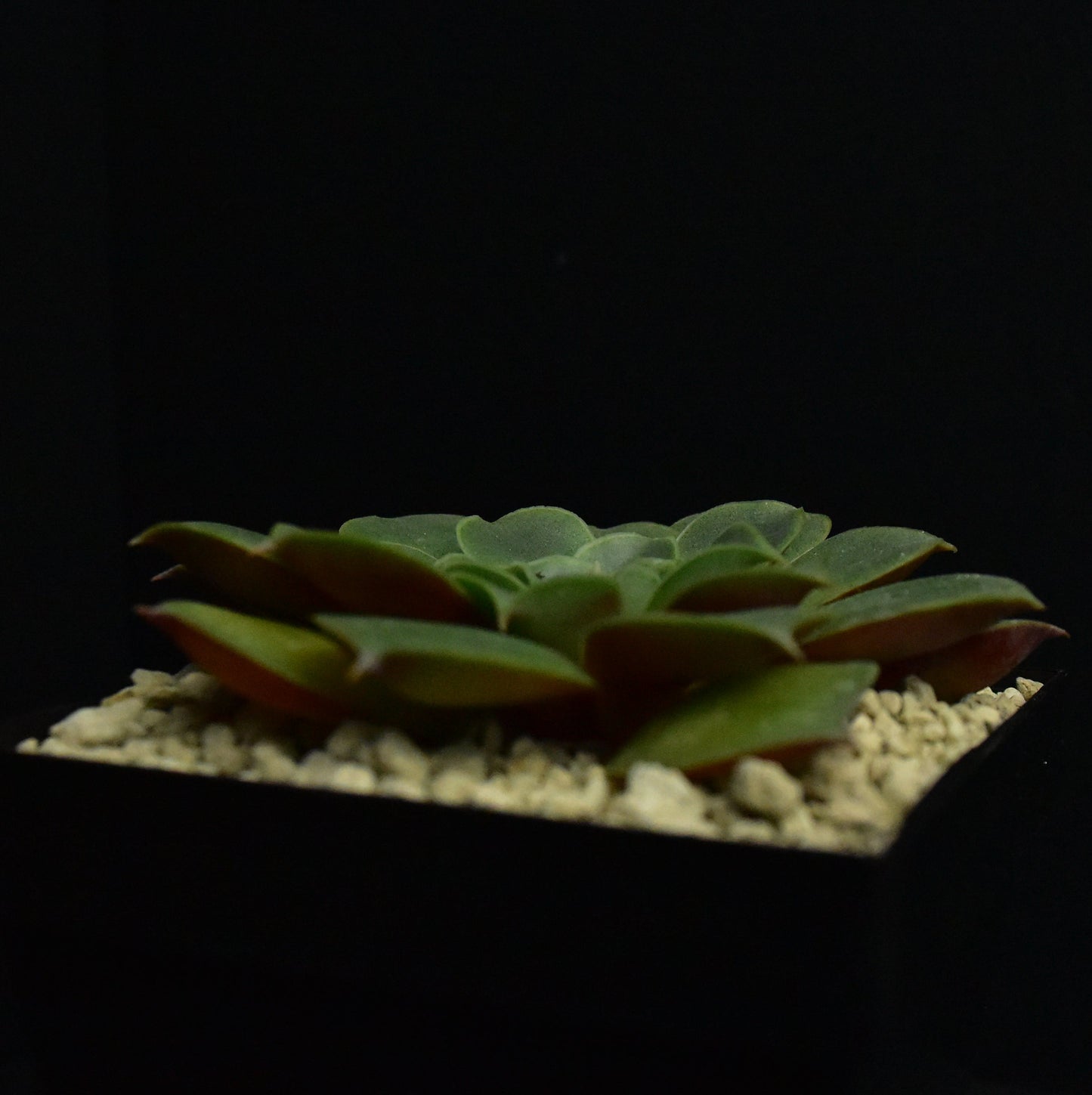 Echeveria longissima