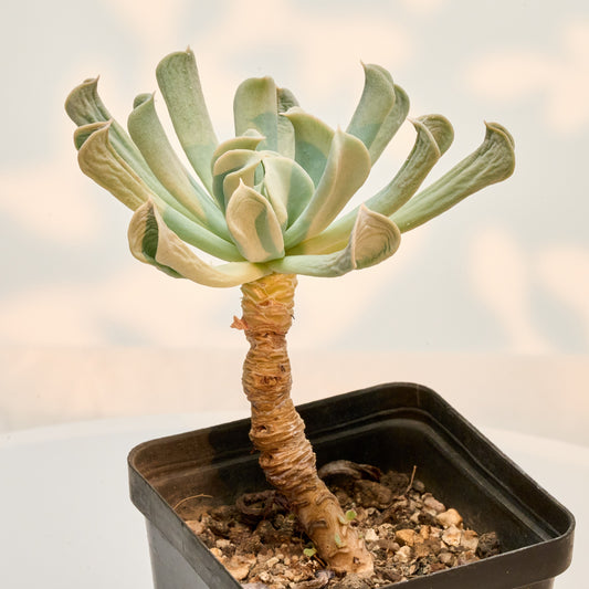 Echeveria runyonii cv. Topsy Turvy