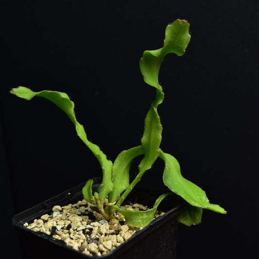 Epiphyllum guatemalense f. monstrosum "Curly Locks"