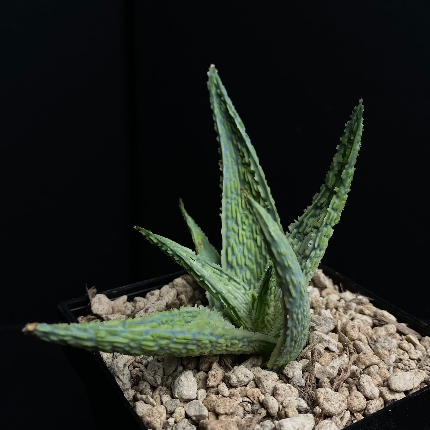 Aloe cv. Corduroy (Karen Zimmerman)