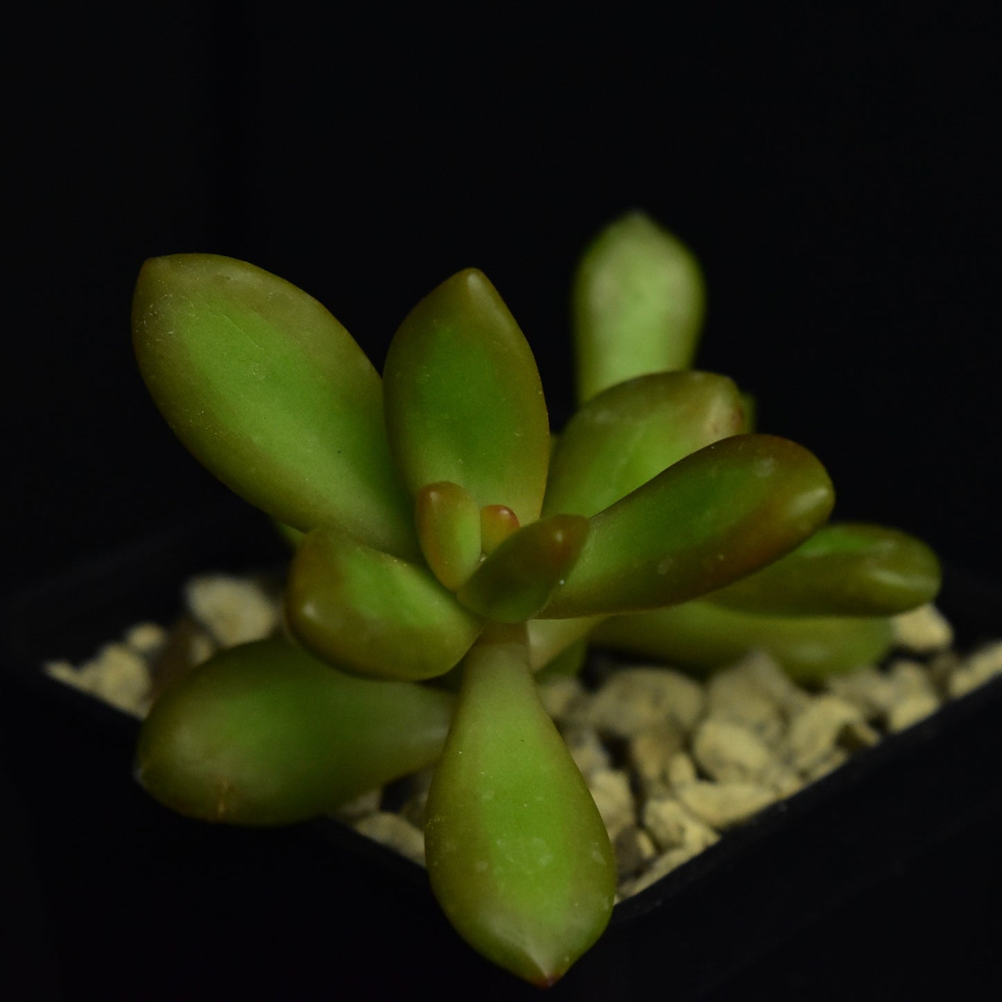 Sedum nussbaumerianum