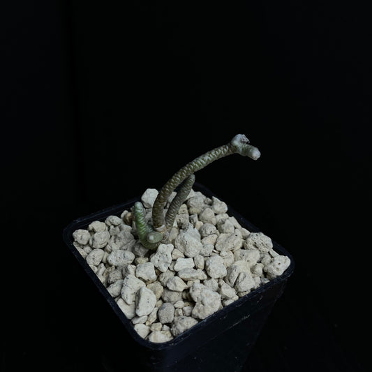 Avonia grisea (Hester Malan)
