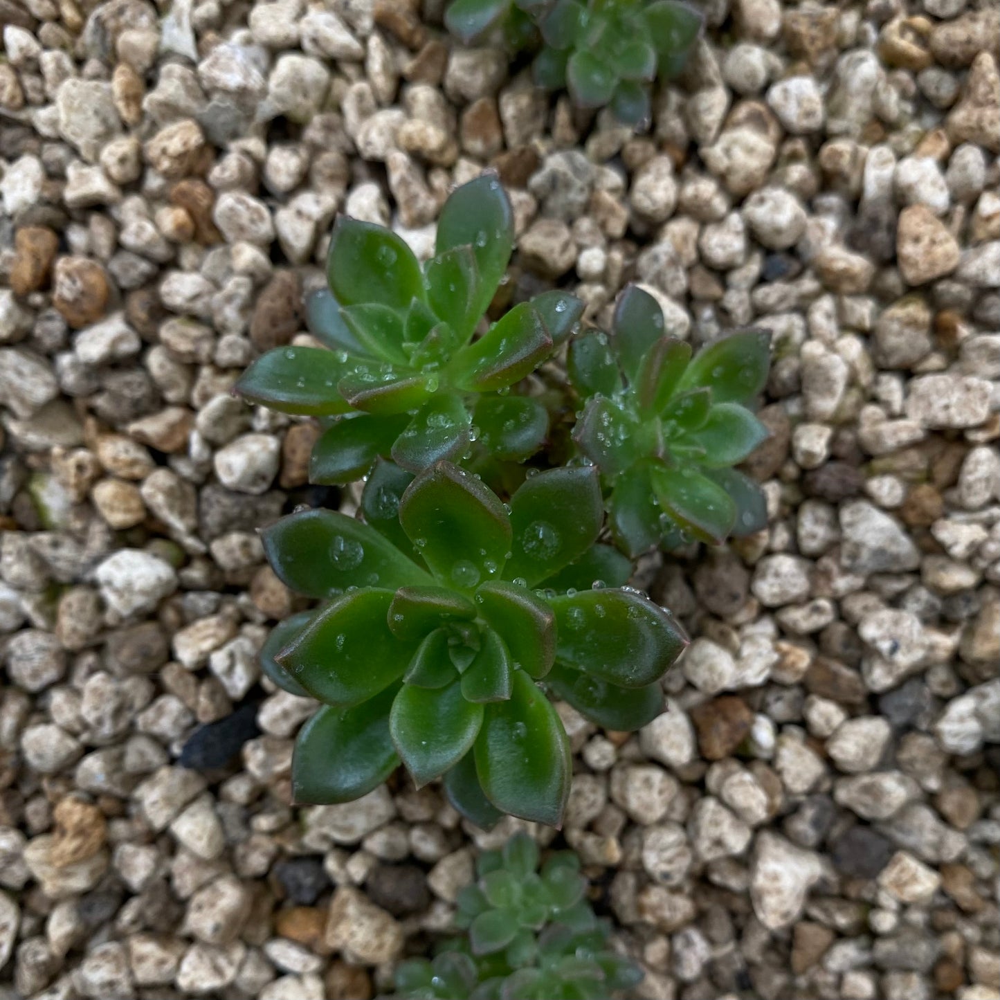 Echeveria cv. Telstar