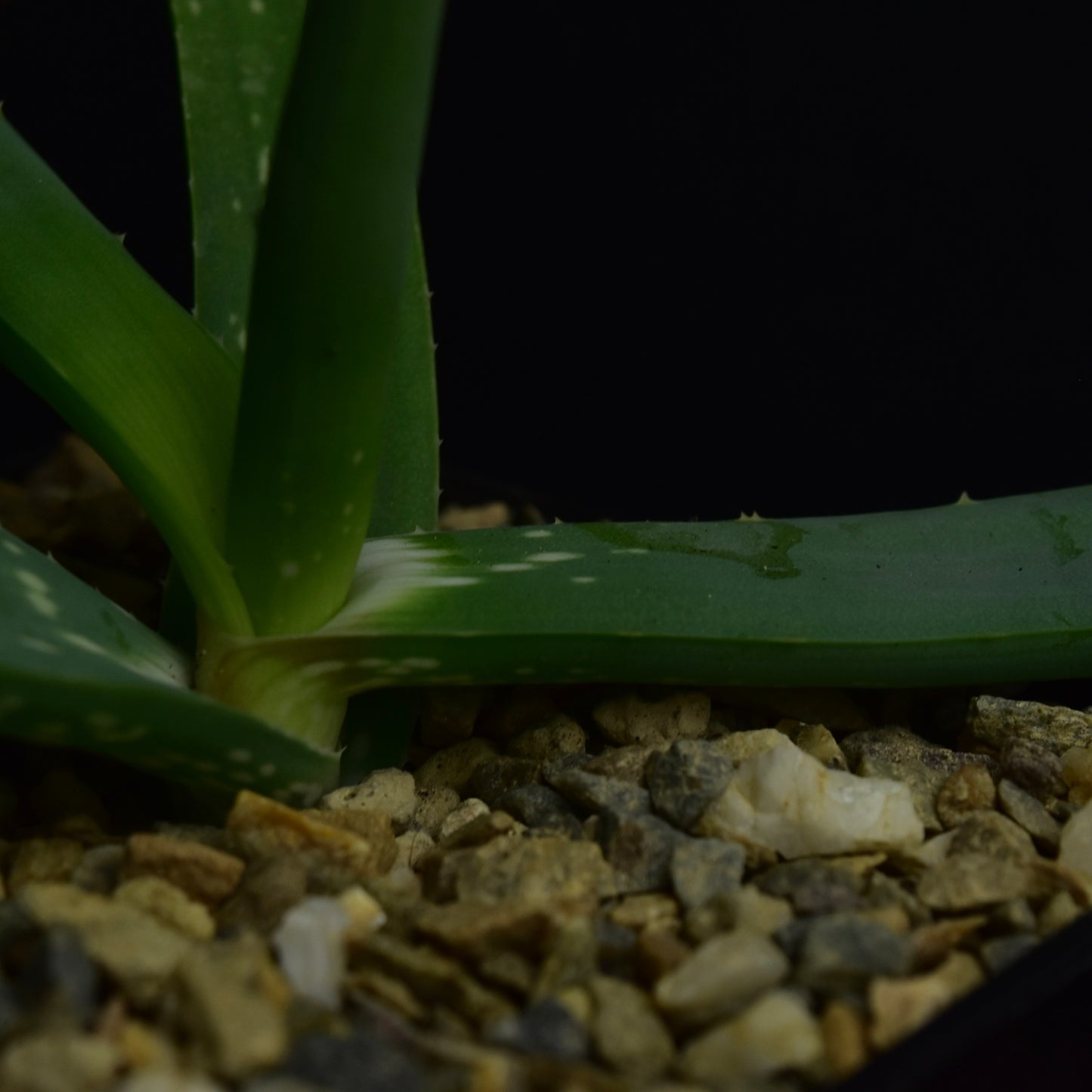 Aloe flexifolia