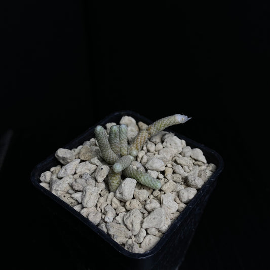 Avonia sp. nov. (Pofadder, Houmoed)