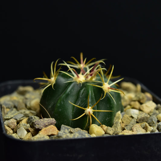 Ferocactus latispinus