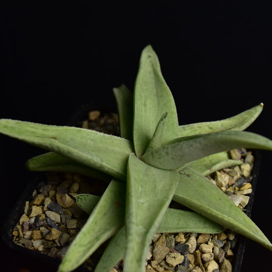 Gasteraloe cv. "Sushak's White"