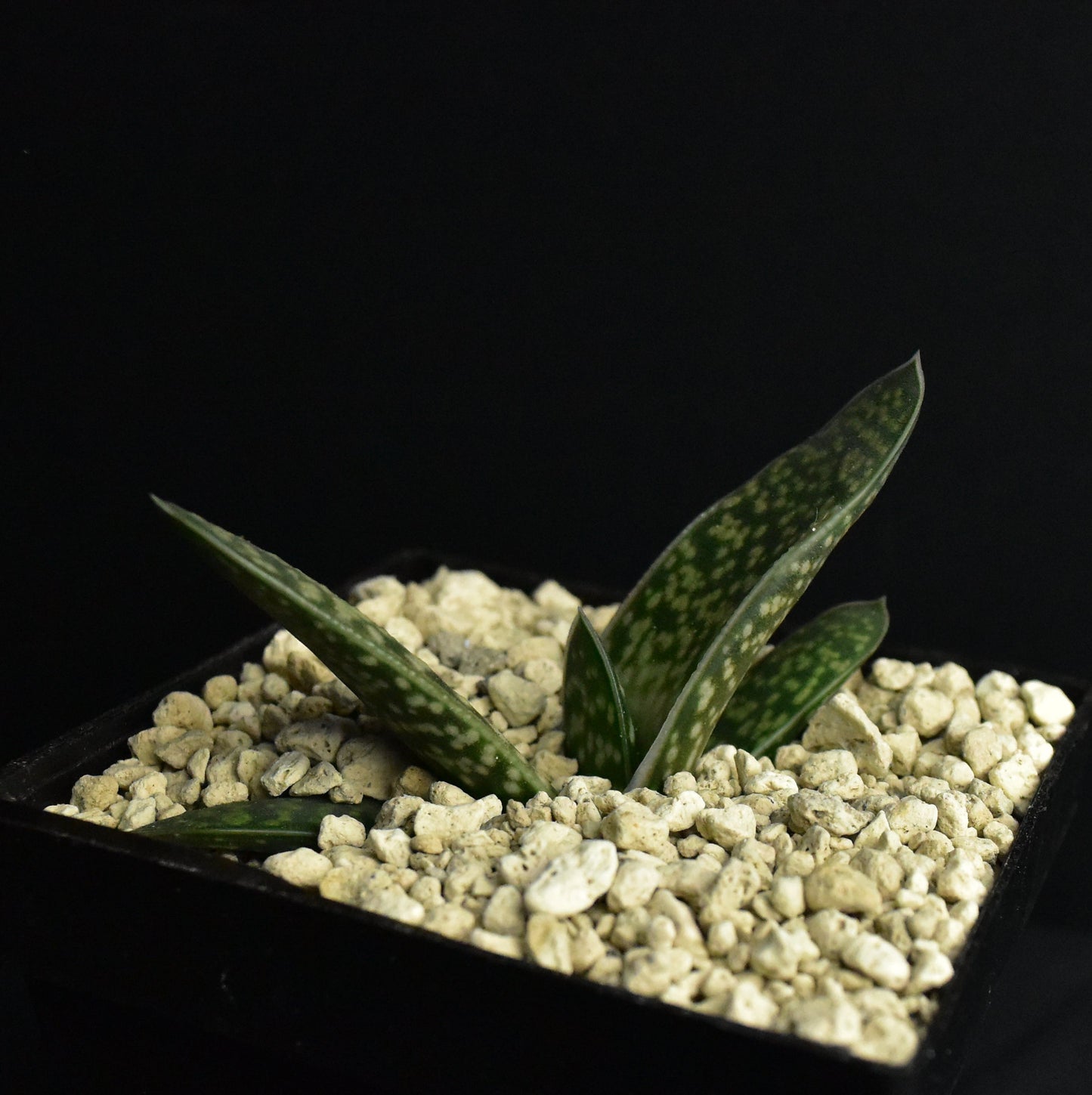 Gasteria bicolor v. bicolor