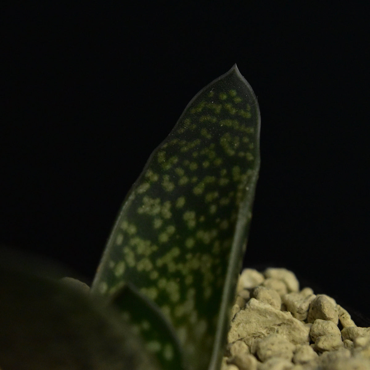 Gasteria bicolor v. bicolor