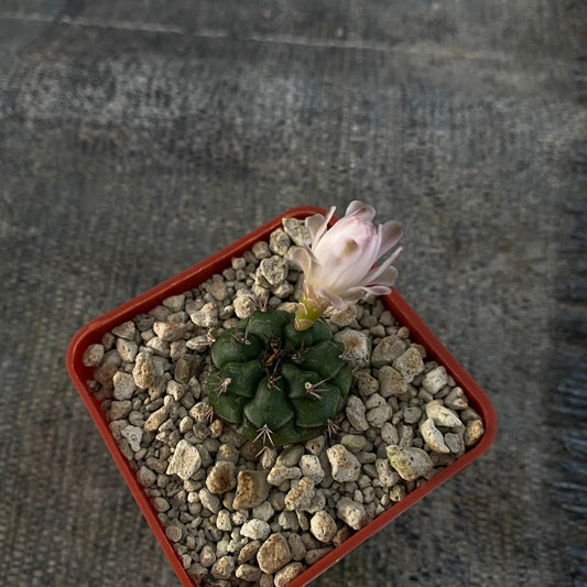 Gymnocalycium anisitsii ssp. volkeri (VoS039)