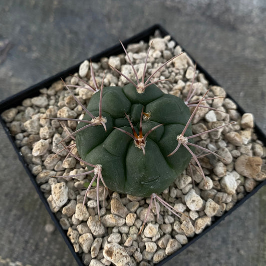 Gymnocalycium carminanthum (P133)
