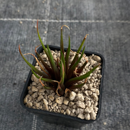 Haworthia angustifolia v. altissima (JDV92-063, Palmietfountain)