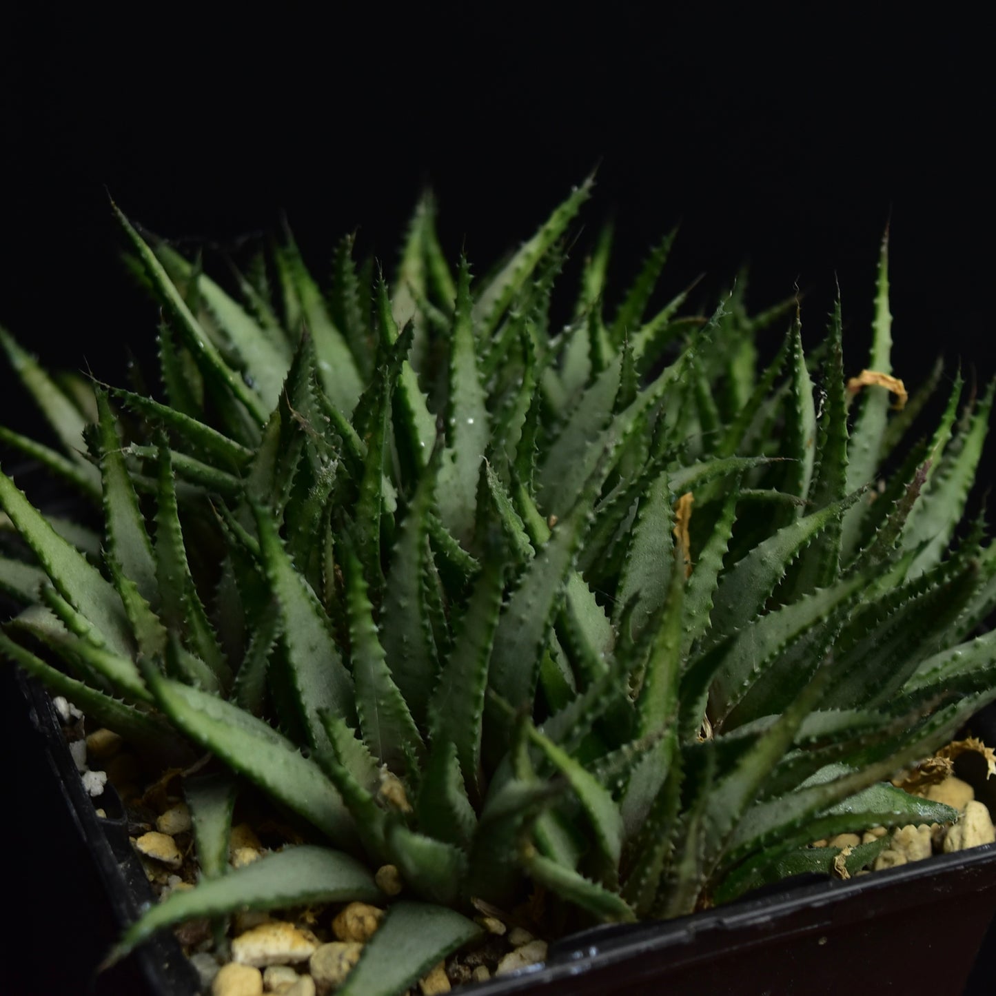 Haworthia chloracantha v. subglauca