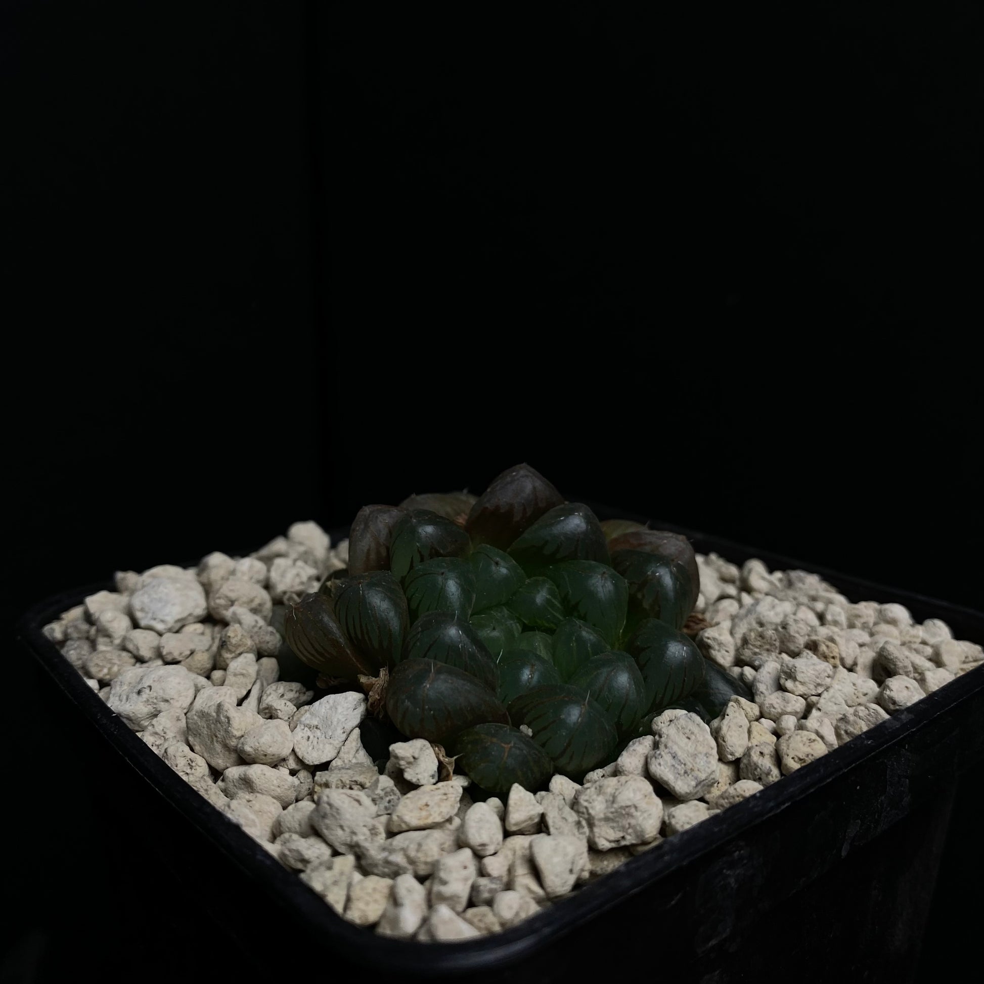 Haworthia cooperi