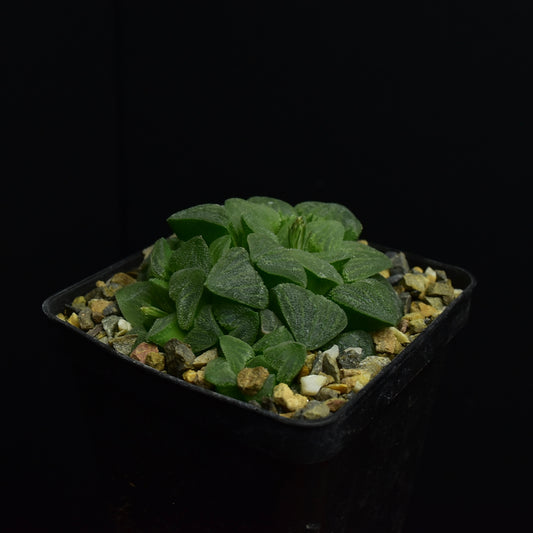 Haworthia crystallina