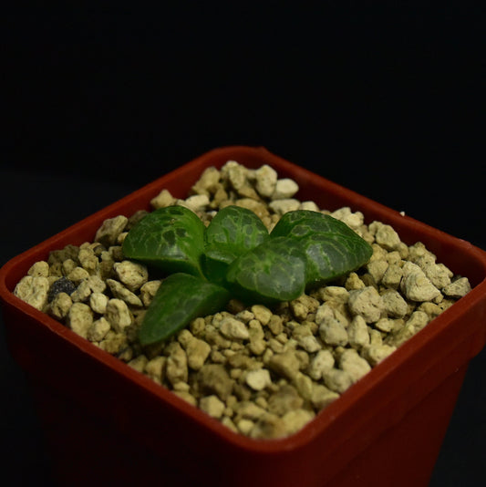 Haworthia cv. Circle of Life (ex Renny Wong)