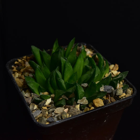 Haworthia floribunda