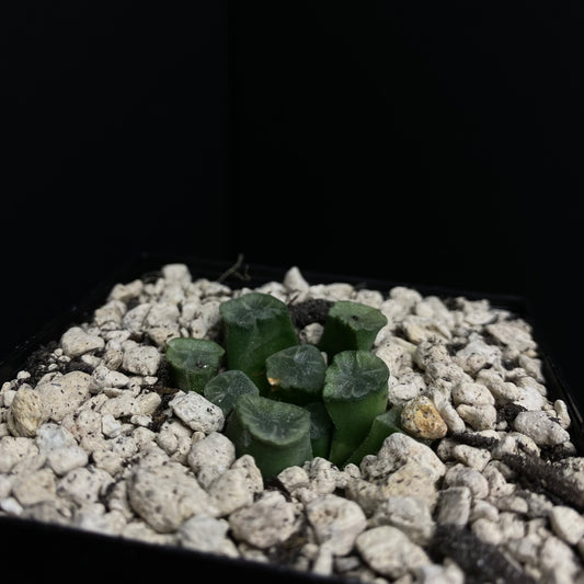 Haworthia maughanii