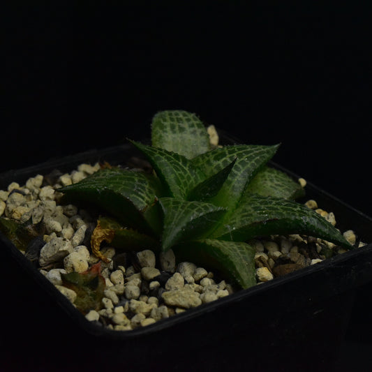 Haworthia venosa subs. tessellata
