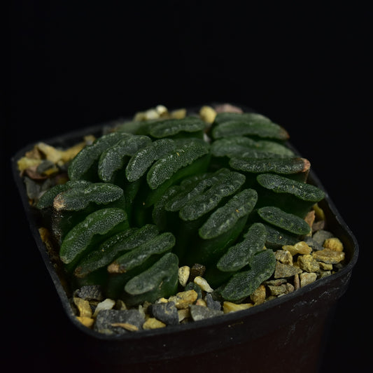 Haworthia truncata
