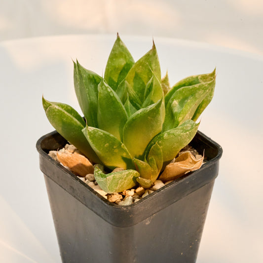 Haworthia "cuspidata"
