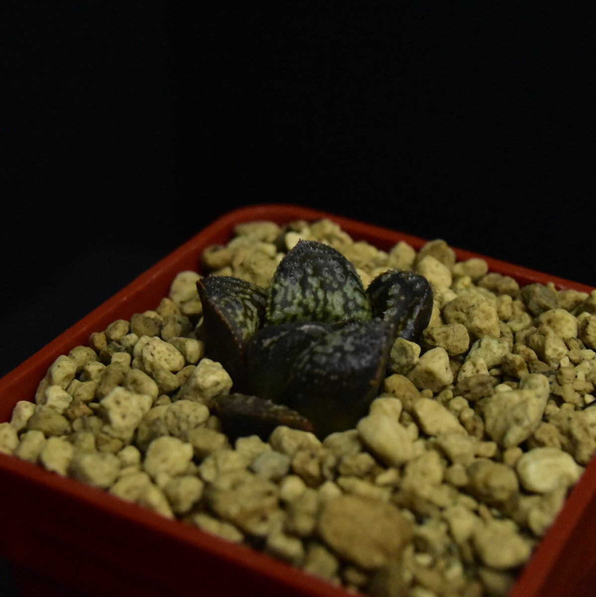 Haworthia cv. Python (ex. Renny Wong)