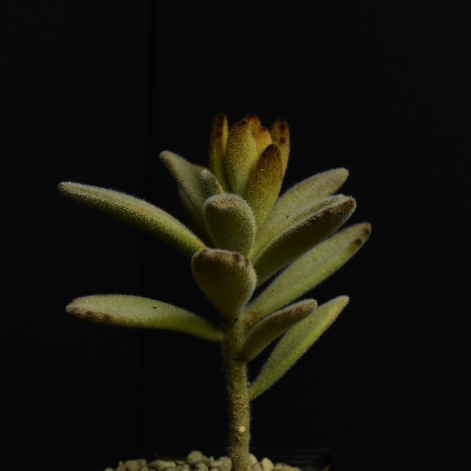 Kalanchoe_tomentosa_Cinnamon