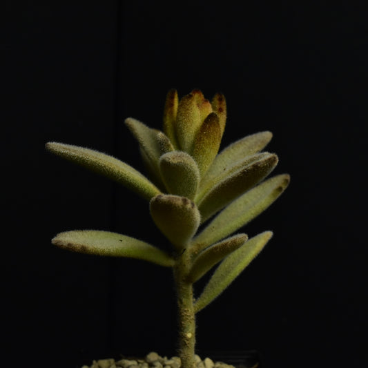 Kalanchoe_tomentosa_Cinnamon