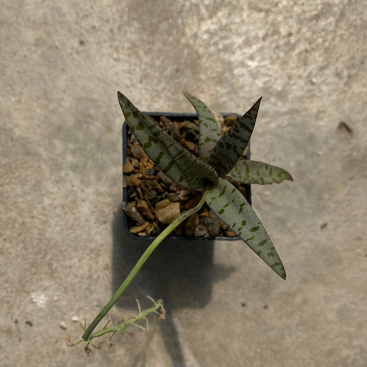 Ledebouria (Scilla) socialis