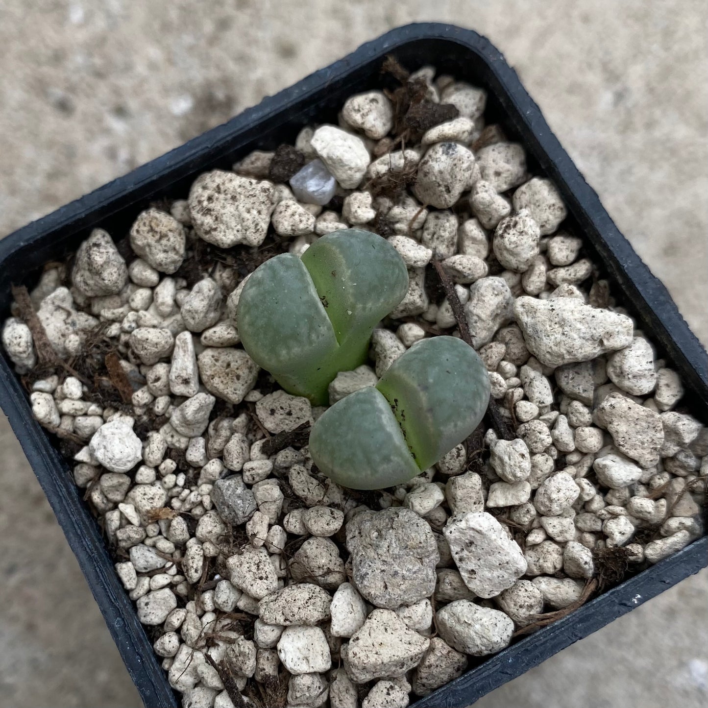 Das Bild zeigt eine Pflanze der Art Lithops geyeri 