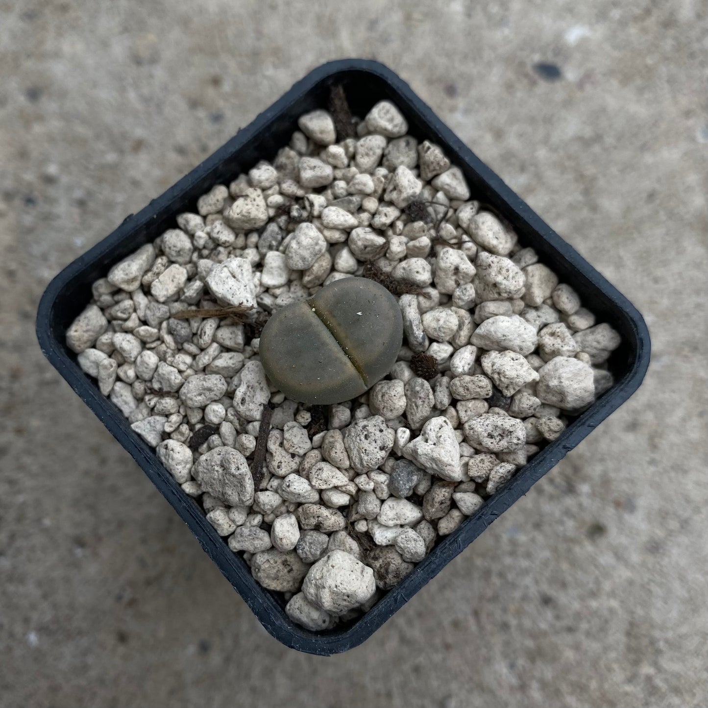 Das Bild zeigt eine Pflanze der Art Lithops_schwantesii v. marthae